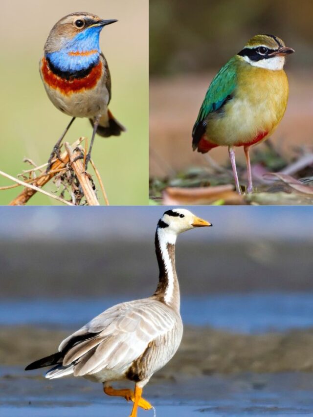 India's Top 8 Beautiful Birds